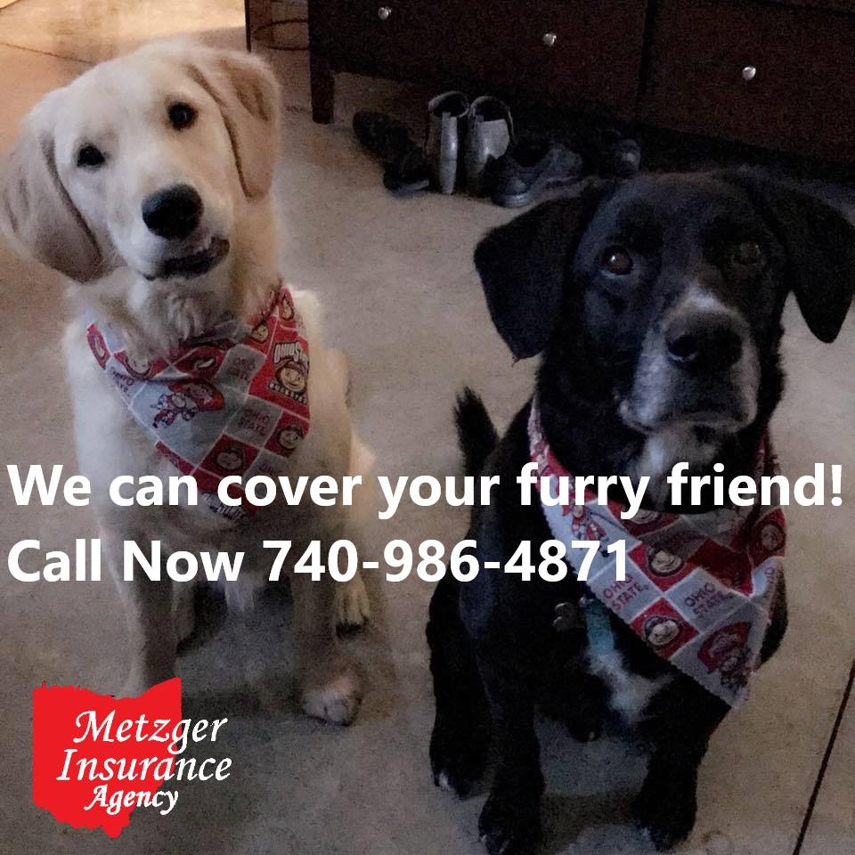 PET HEALTH INSURANCE - metzgerinsuranceagency