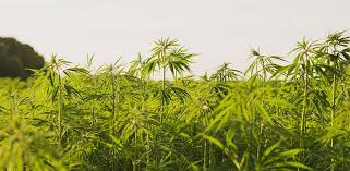 get a insurance quote on hemp